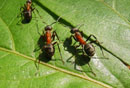 So werden Ameisen bekämpft