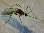 Mücken vertreiben mit Hausmitteln
